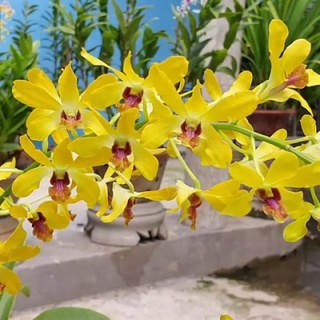 Hoa lan pensuda xưa cây trưởng thành chậu phi 12