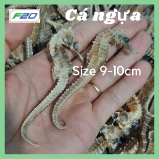 COMBO 10 Con Cá Ngựa Khô Size 8-9cm {Tặng 2 Hải long}