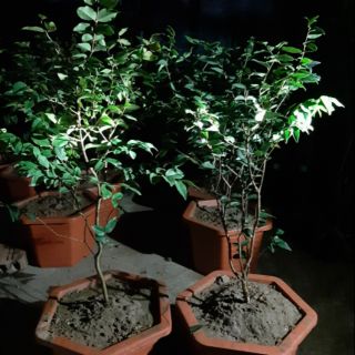 Combo 2 cây nho thân gỗ tứ quý