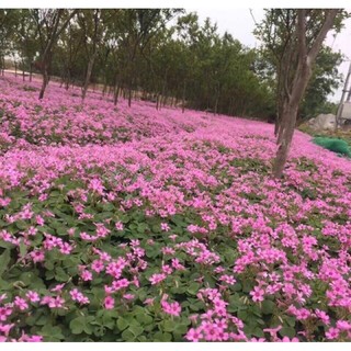 Củ hoa cỏ 3 lá may mắn