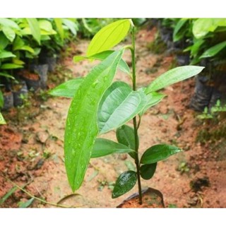 cây QUẾ giống - Hàng cây giống to khỏe đẹp