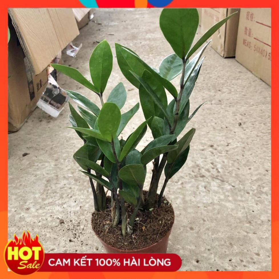 Cây kim tiền mini để bàn,chiều cao cây sức sống cực khỏe dễ chăm sóc 21