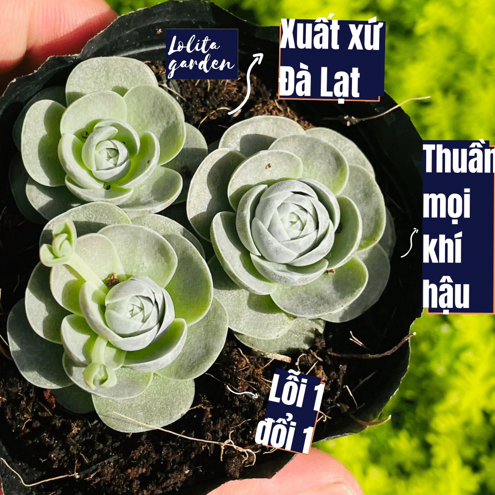 Sen đá dù tròn Đà Lạt size bé cây cảnh trang trí nhà cửa Lolita garden