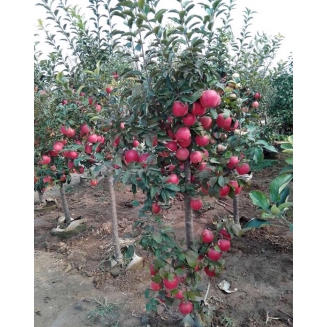 Cây giống táo lùn Mỹ F1 lựa chọn hoàn hảo cho việc trồng chậu làm cảnh và tạo đang bonsai