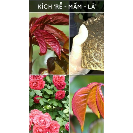 Phân bón hữu cơ sinh học oganic áo humic túi 1kg chuyên dùng cho cây kiểng rau màu