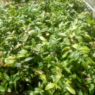 100 cây mai vàng ( cao 30 - 50cm )