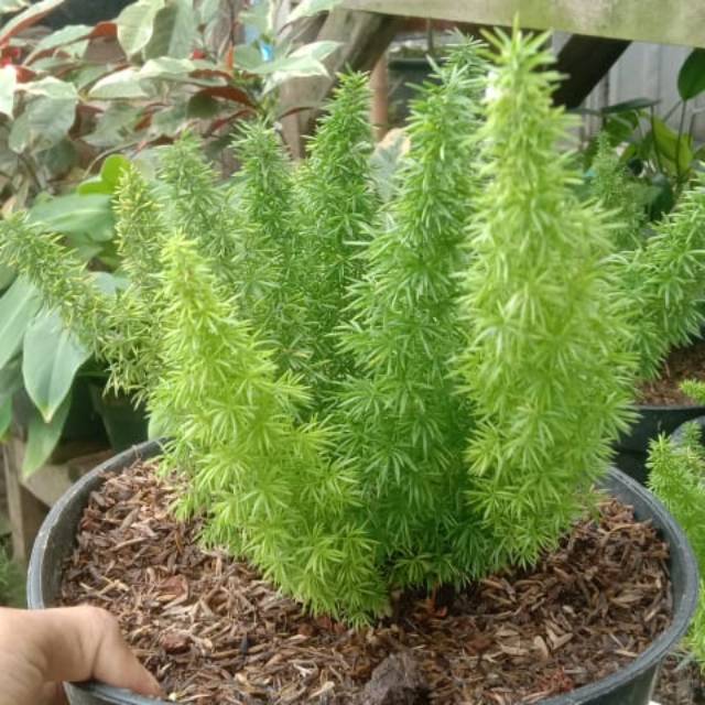 mazayaherbalstorewa.vn