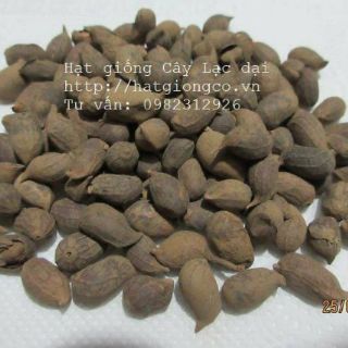 Hạt giống cây Lạc dại 50g