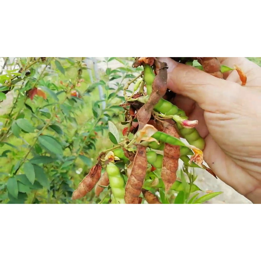 0.5kg Hạt Đậu Săng ORGANIC ĐĂKLĂK