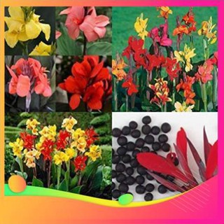 Gói 1GR hạt giống hoa Chuối Cảnh Nhiều Màu UY TÍN, GIÁ RẺ, CHẤT LƯỢNG BÀ CON AN TÂM ƯƠM MẦM