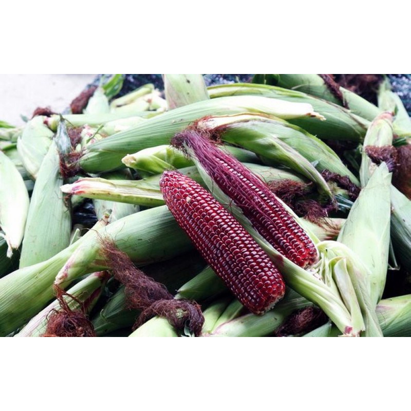 (Gói 30 hạt)Hạt giống bắp mỹ ngọt dễ trồng năng suất cao thơm ngon kháng bệnh tốt-Tổng kho hạt giống giá rẻ