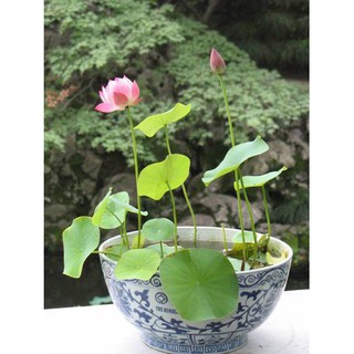  Hạt giống sen nhật mini nhiều màu