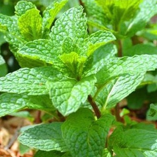 Hạt giống Húng Lủi - Húng Bạc Hà