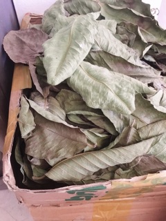 Lá ổi khô 100gr-ship 7 ngày