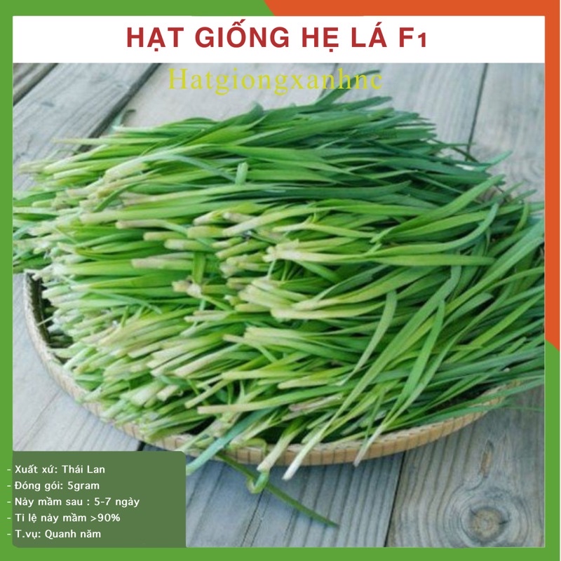 Hạt Giống Hẹ lá (hẹ ta) trồng Quanh Năm, Kháng Bệnh Tốt, gói 5 gram.