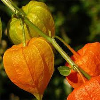 Hạt giống cây ANH ĐÀO ĐẤT (50H)