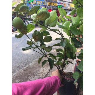 Chanh giấy không hạt