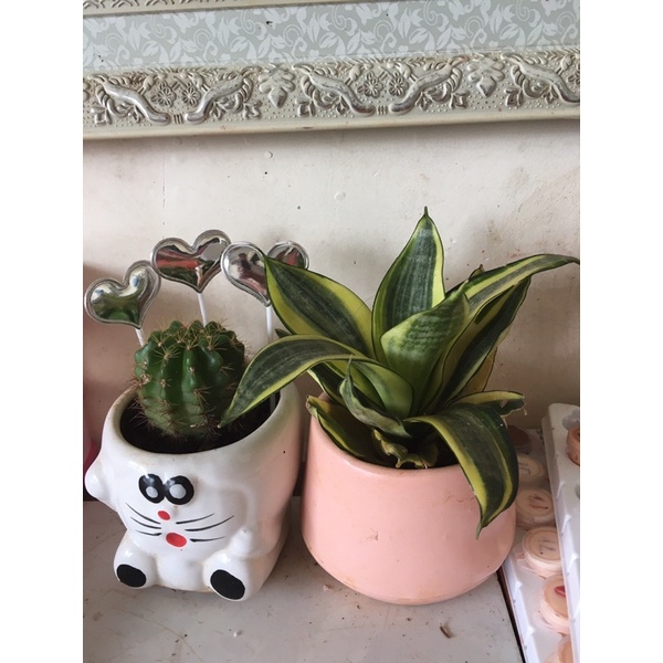 Lưới hổ mini để bàn.