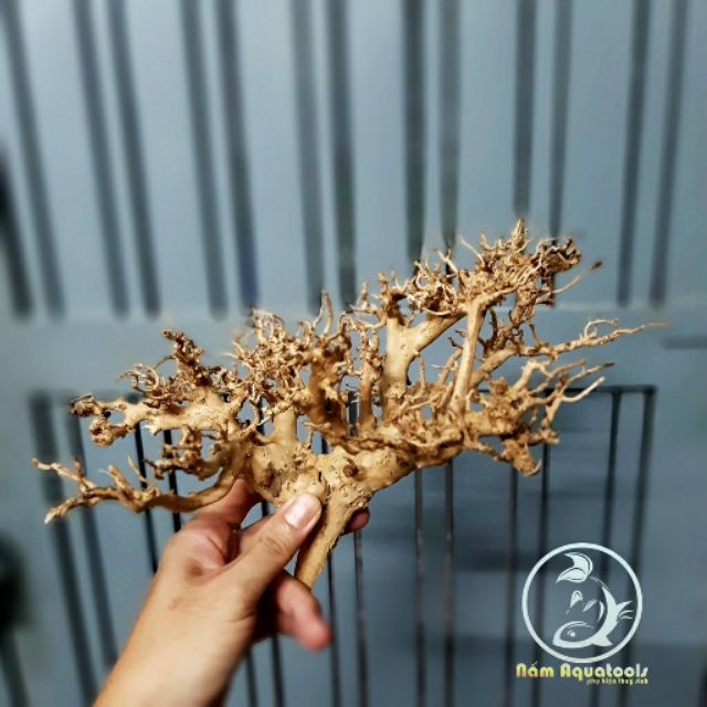 Lũa Kim Tuyến dáng Bonsai Mini | Dùng làm Bonsai - Tiểu Cảnh Sen Đá hoặc Ghép Layout Bể Cá Thuỷ Sinh