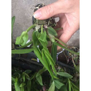 Hoa phong lan denro mini yaya