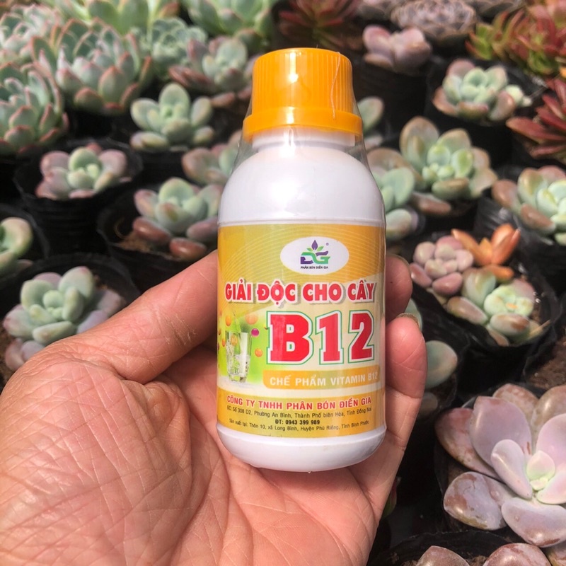 Chế phẩm B12 Dưỡng Cây Chống Sốc Cho Cây Cảnh