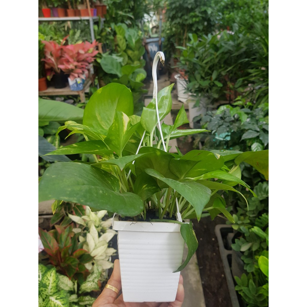 Cây trầu bà treo mini dễ thương trang trí bàn học bàn làm việc hoặc treo ban công cửa sổ trồng thủy sinh ốp tường