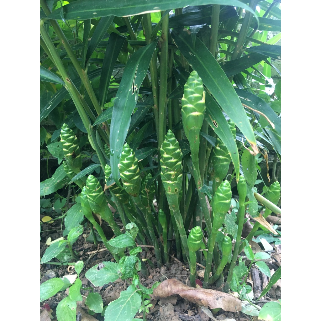 Bột gừng Tây Bắc cay thơm vụ mới hũ 120gram- Maison