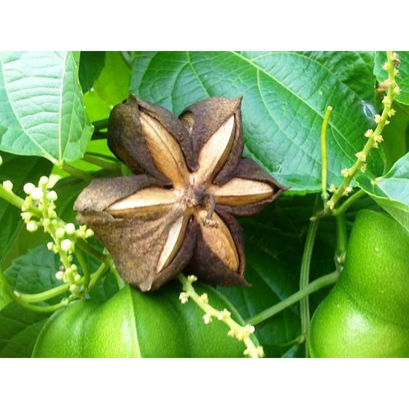 Cây Dược Liệu Sa Chi