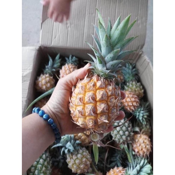 Khóm Thái Mini Chính Vụ Bao Ngon
