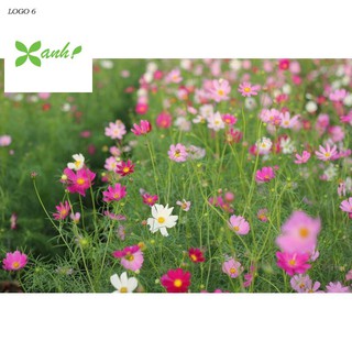 Hạt giống Sao nhái mix (100 hạt)