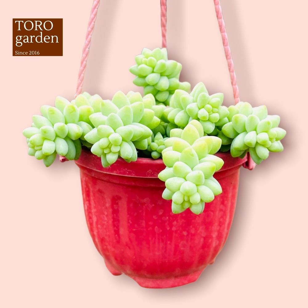 Sen đá chuỗi ngọc bi trồng chậu treo Đà Lạt size 9cm cây cảnh trang trí nhà cửa Toro garden