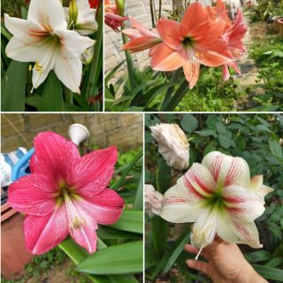 Củ bb lan huệ lai. Tặng huệ mưa