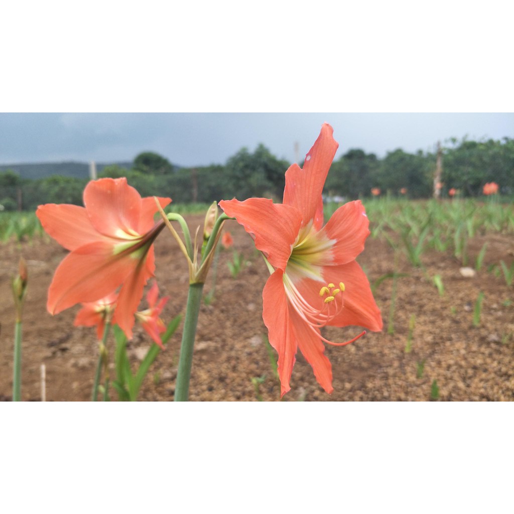 CỦ LAN HUỆ CAM DẠI CỰC KUTE  - 1 CỦ