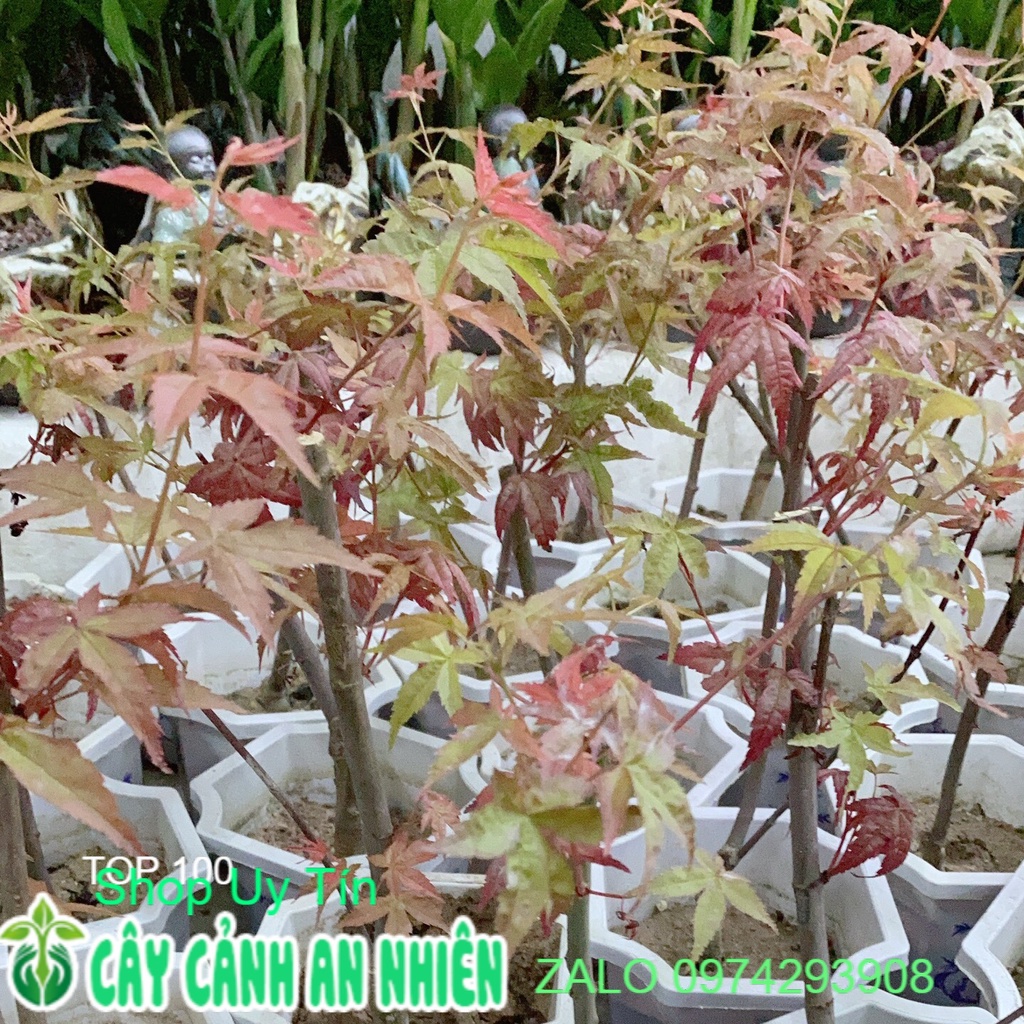Cây Phong Lá Đỏ 30-40cm