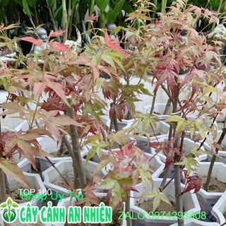 Cây phong lá đỏ