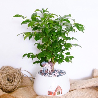 Chậu Cây Hạnh Phúc