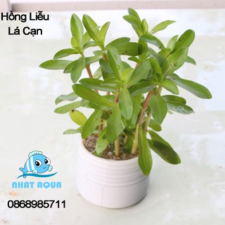 Cây thủy sinh Hồng Liễu