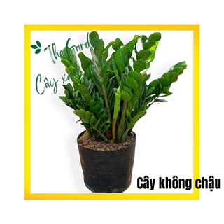 Cây Kim Tiền bụi lớn chậu nhựa