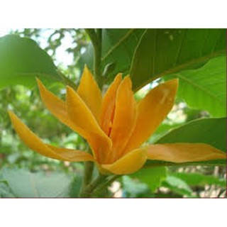 CÂY GIỐNG CÂY NGỌC LAN HOA VÀNG (CÂY HOÀNG LAN)