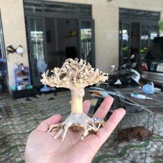 Lũa bonsai mini , lũa bonsai cho hồ cá cảnh lũa giá rẻ