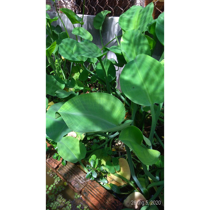 Cây kèo nèo - Cây thủy sinh (1 cây giống khoảng 20 - 30 cm)