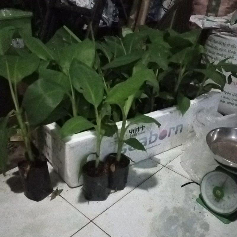 Cây chuối già/dà Nam Mỹ cấy mô