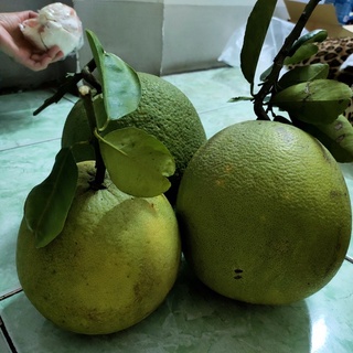Bưởi da xanh ruột hồng