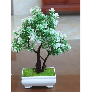 Chậu bonsai để bàn Cao Cấp