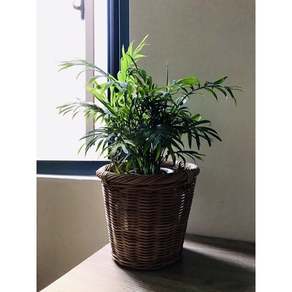 Giỏ mây sọt mây để chậu cây, Decor hoa trang trí, để hành tỏi, bánh kẹo đan thủ công