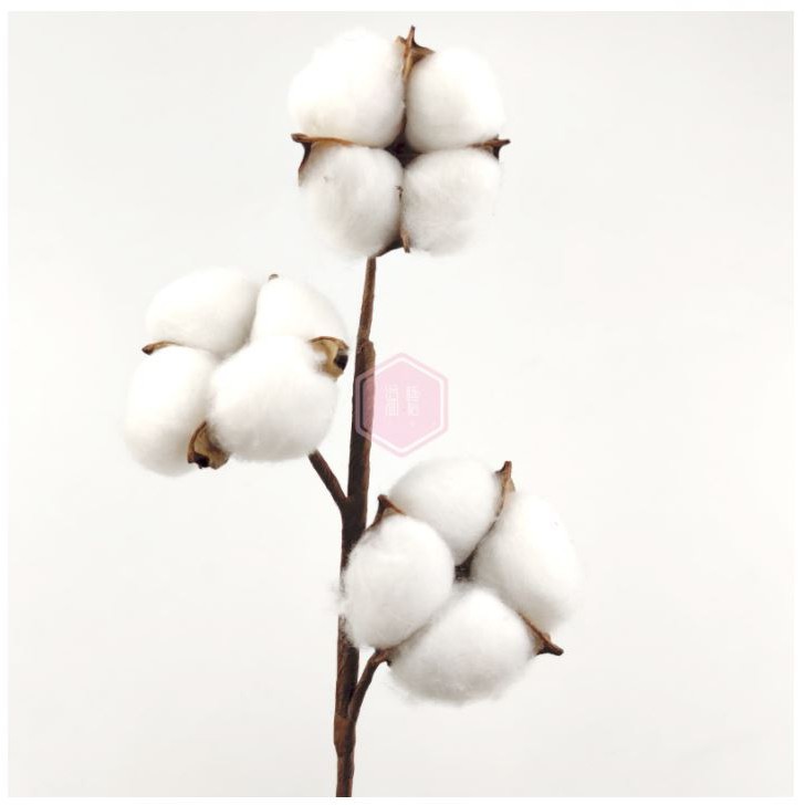 Cành Bông Gòn Khô - Hàng Loại 1 Thân Sắt Mảnh, 1 - 6 Bông Đều Cánh - Mô Phỏng Cotton Flower - Chất Liệu Cao Cấp