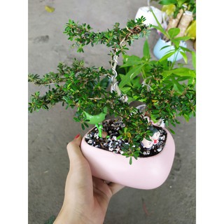 CÂY BONSAI MINI LINH SAM
