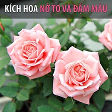 1kg phân bón hữu cơ- phân gà vi sinh Nhật - viên nén - 16k/kg. tốt cho hoa màu, cây kiểng, cải tạo đất