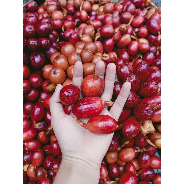 Thảo quả tươi Yên Bái ngâm rượu túi 500gr