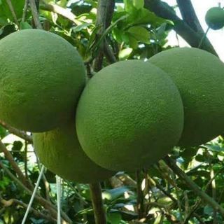 Cây giống bưởi da xanh